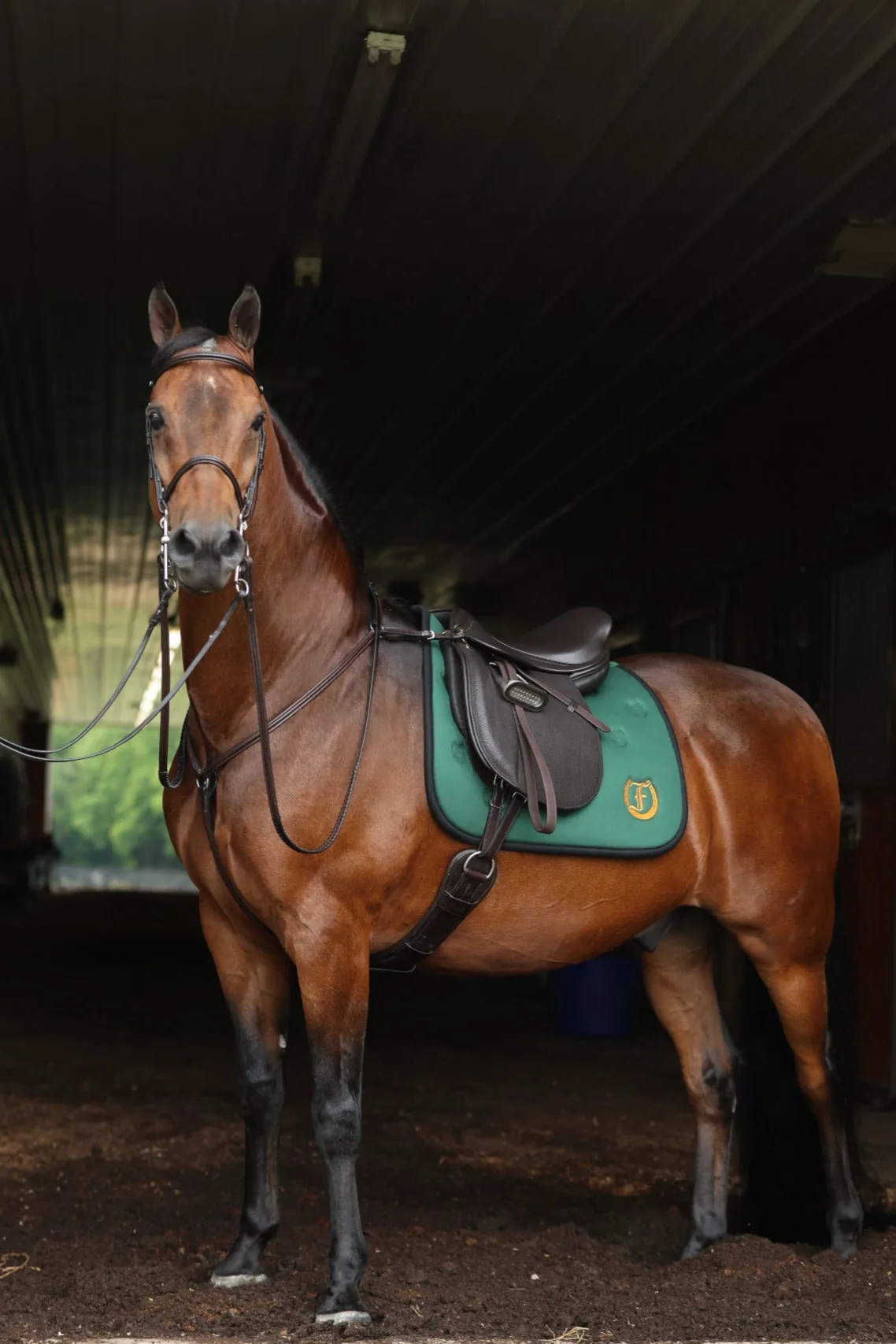 A horse fitted with a Freedman bridle, saddle and pad, standing in a stable aisle.
